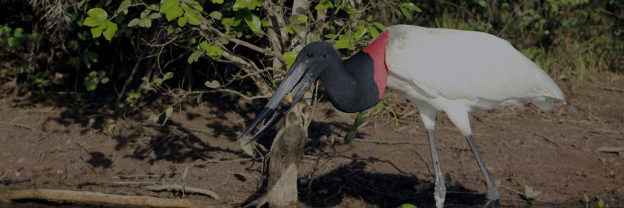 Pantanal
